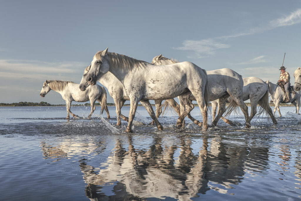 Camargue@Olivier Anrigo-10