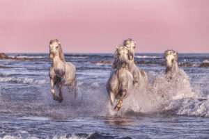 Camargue