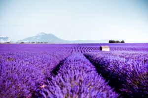 Valensole